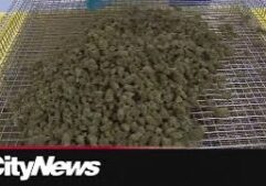 UY06sp.jpg UY06sp.jpg